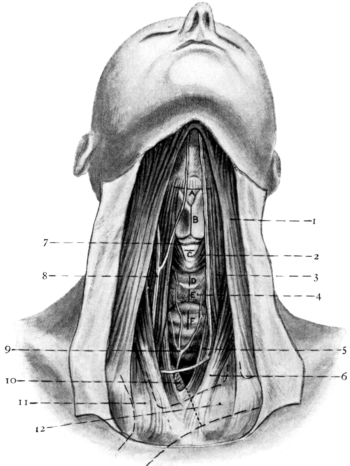 Anatomy of the Larynx and Trachea and the Position of Incisions
for the Operations in this Region