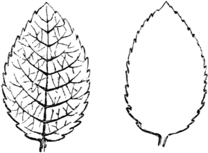 Pattern for making leaves.