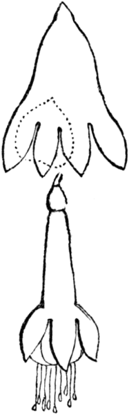 Sketch of fuchsia.