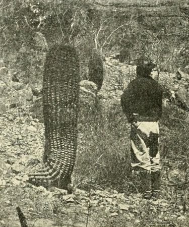 The Barrel Cactus
Compared with the Height of a Man.