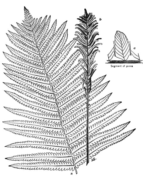 PLATE II
OSTRICH FERN