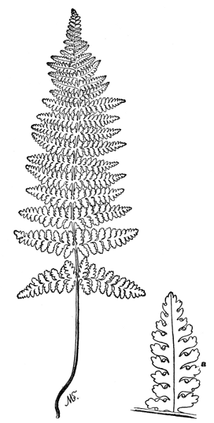 PLATE XIV
HAY-SCENTED FERN a > Early stage of fruiting pinnule