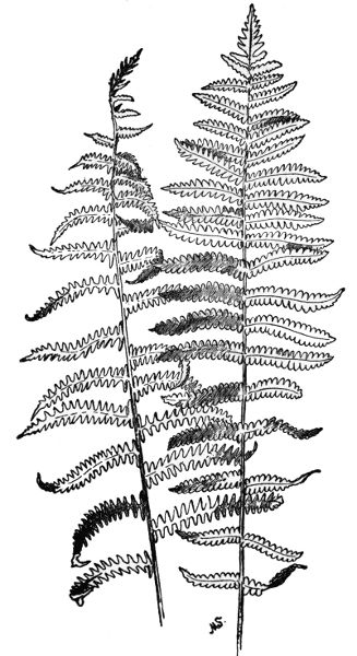 PLATE XXVI
MARSH FERN