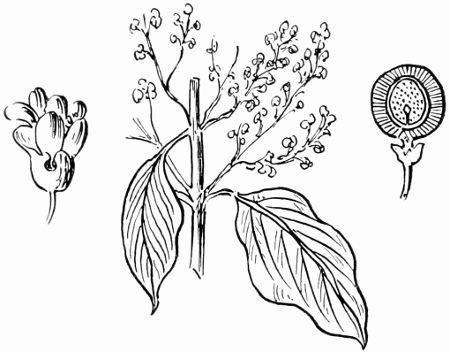 Salvadora The arboreous Mustard Plant of Palestine