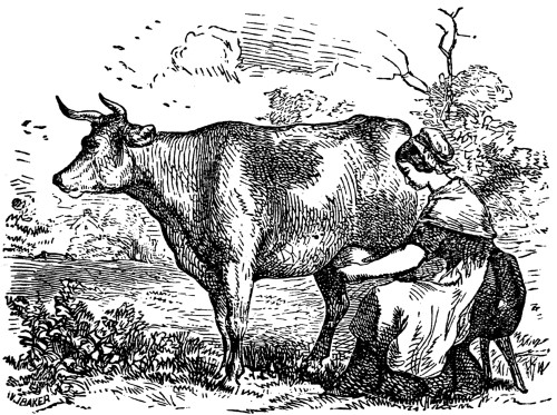 Cow with milkmaid
