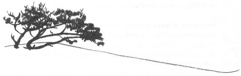 Sketch of tree-topped dune.