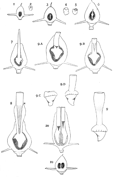 Figures illustrating the development of the seed and the germinating process of rhizophora and bruguiera