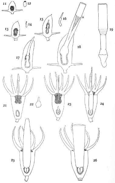 Figures illustrating the development of the seed and the germinating process of rhizophora and bruguiera—(continued)