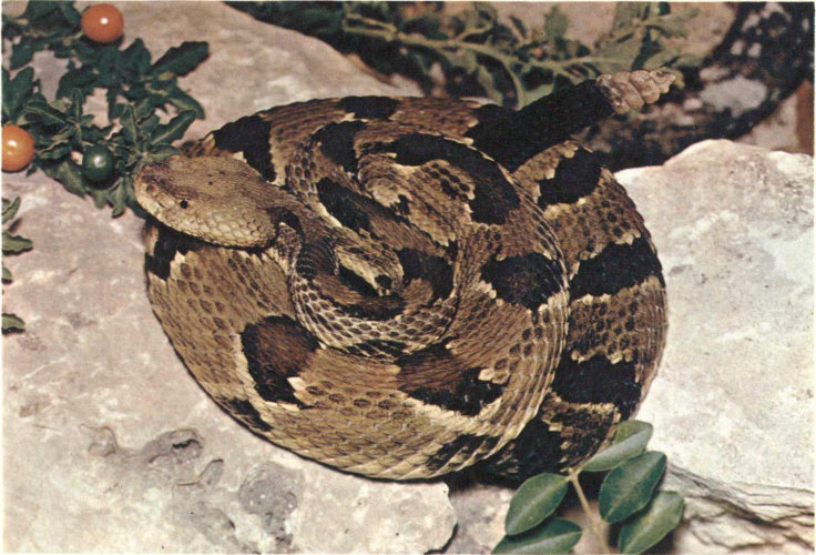 TIMBER RATTLESNAKE