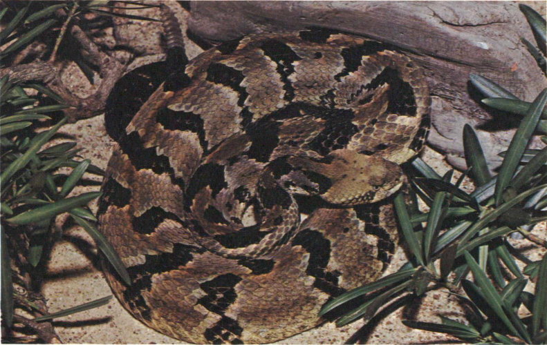 CANEBRAKE RATTLESNAKE