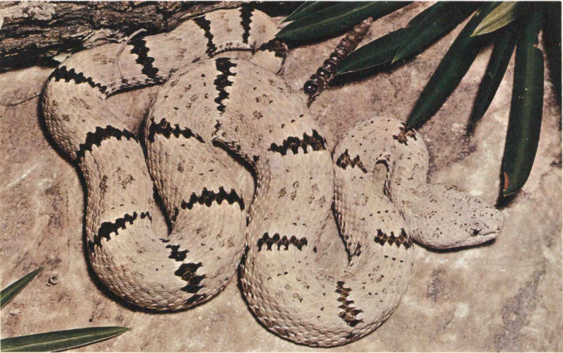 BANDED ROCK RATTLESNAKE