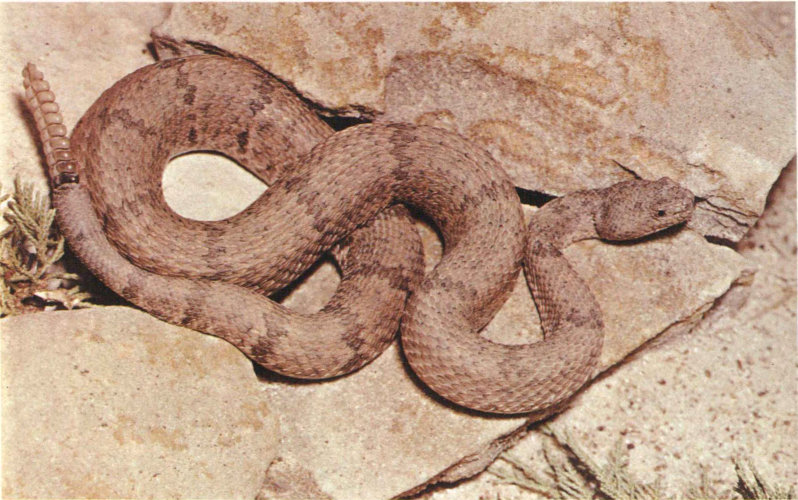 MOTTLED ROCK RATTLESNAKE