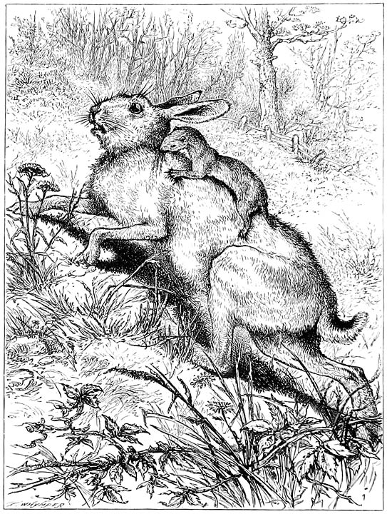 WEASEL KILLING A HARE.—(Page 63.)