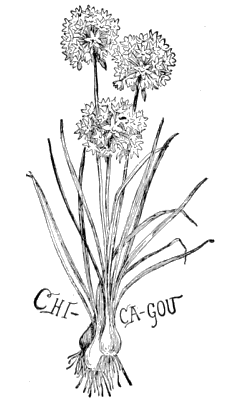Chi-ca-gou (Wild Onions)