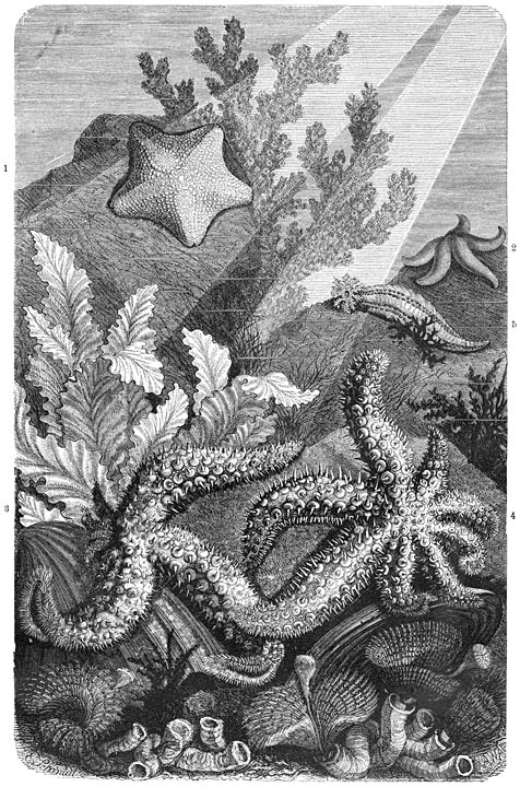 Stekelhuidigen uit de Middellandsche Zee:—1) Asteriscus verruculatus.—2) Asteracanthion roseum (zie de ambulacraalvoetjes aan de benedenvlakte).—3 en 4) Asteracanthion tenuispinum (het bij 3 afgebeelde exemplaar toont aan 2 armtoppen de ambulacraalgroeve; boven de plaats van aanhechting dezer armen, dicht bij het midden der schijf, is de madreporenplaat zichtbaar).—5) Cucumaria Hyndmani.—Op den voorgrond: Kokerwormen (Serpula).