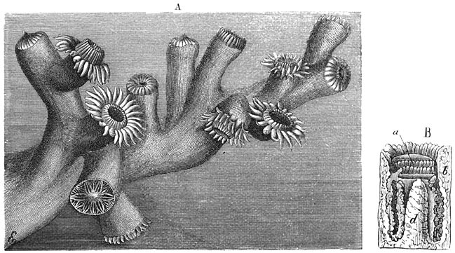 Dendrophyllia ramea. A) Deel van een polypenstok; sommige Polypen met uitgespreiden, andere met teruggetrokken tentakelkrans; een der beide naar onderen gekeerde kelken ledig en dwars doorgesneden. Ware grootte.—B) Overlangs doorgesneden kelk met Polyp in teruggetrokken toestand. Vergroot.