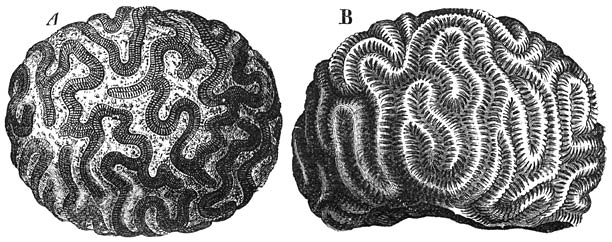 Hersenkoraal (Heliastraea heliopora):—A) Polypenstok met de weeke deelen. B) Skelet. Ware grootte.