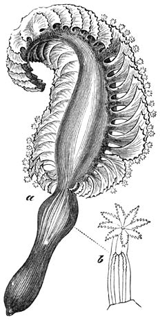 Zeeveder (Pteroides Spinosa).  nat. gr.; a) eenigszins vergr. kelk.