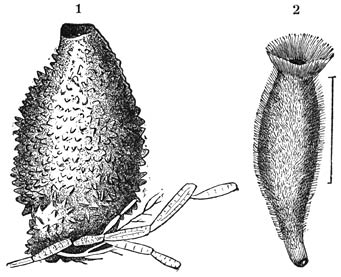 1) Knollen-kalkspons (Leucandra penicillata). Nat. gr.—2) Cel-kalkspons (Cycandra ciliata). Vergroot.