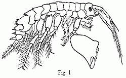 Fig. 1. Melita exilii
n. sp., male, enlarged. The large branchial lamellæ are seen projecting between
the legs.