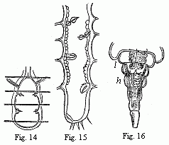 Fig. 14. Heart of a
young Cassidina. Fig. 15. Heart of a young Anilocra. Fig. 16. Abdomen of the
male of Entoniscus Cancrorum. h. Heart. l. Liver. 