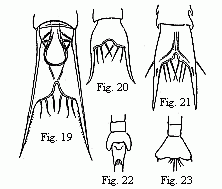 (Figs. 19 to 23.
Tails of the Zoëæ of various Crabs. Fig. 19. Pinnotheres. Fig. 20. Sesarma.
Fig. 21. Xantho. Fig. 22 and 23 of unknown origin. 