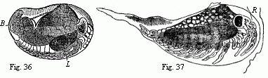 Fig. 36. Embryo of
Ligia in the egg, magnified. D. yelk; L. liver. Fig. 37. Maggot-like larva of
Ligia, magnified. R remains of the egg-membrane. We see on the lower surface,
from before backwards:--the anterior and posterior antennæ, the mandibles, the
anterior and posterior maxillæ, maxillipedes, six ambulatory feet, the last
segment of the middle-body destitute of appendages, five abdominal feet, and
the caudal feet.