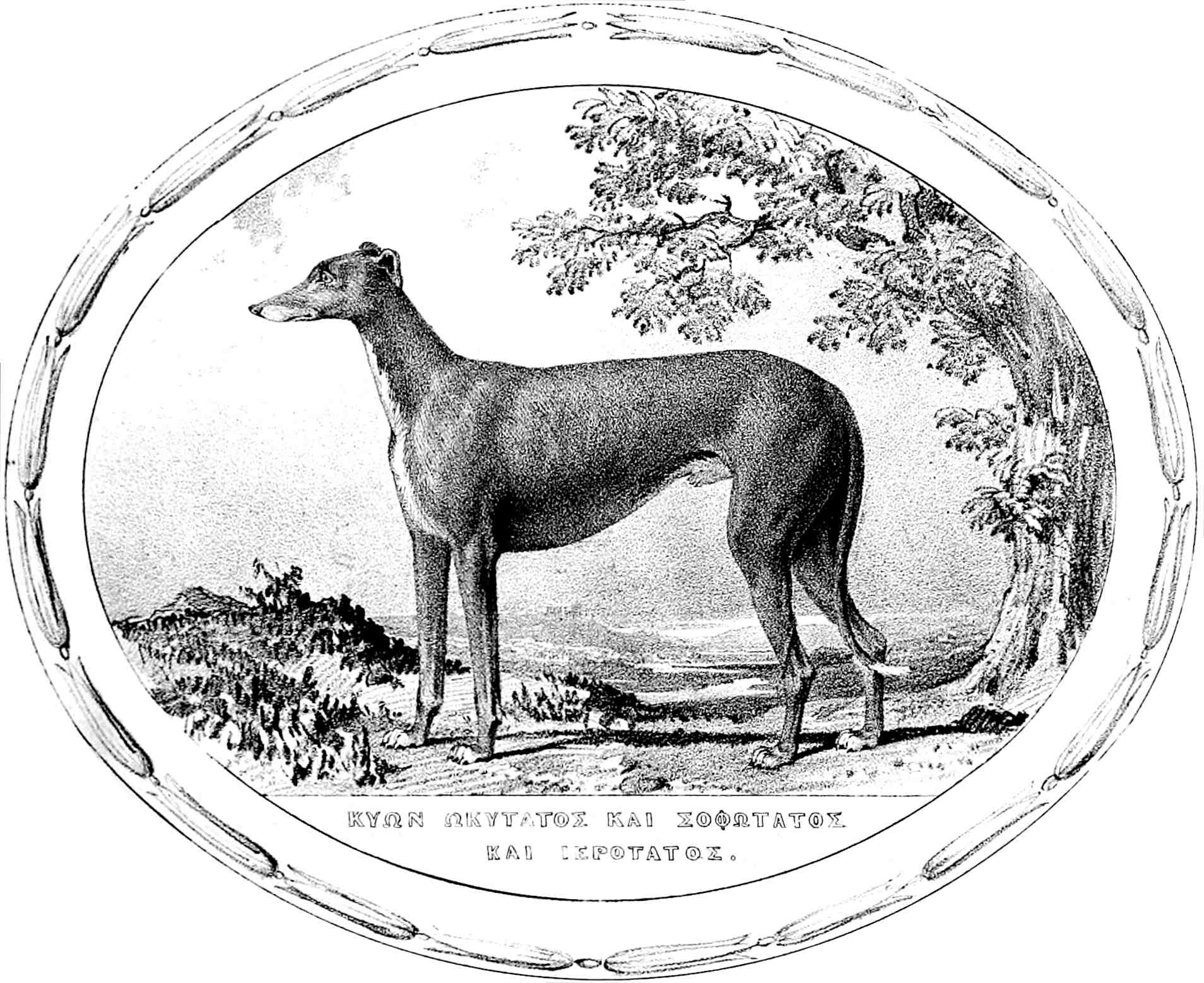 The Author’s greyhound