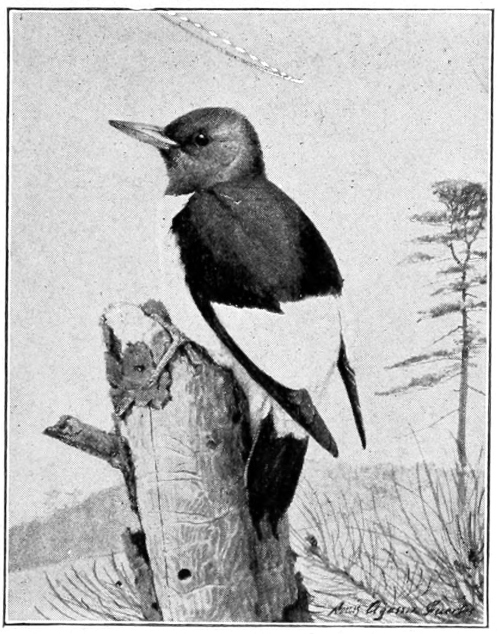 Red-headed woodpecker