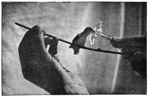 Hummingbird drinking