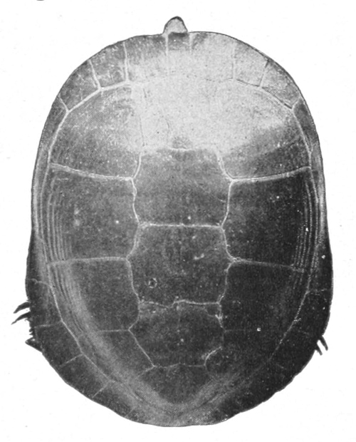 Carapace