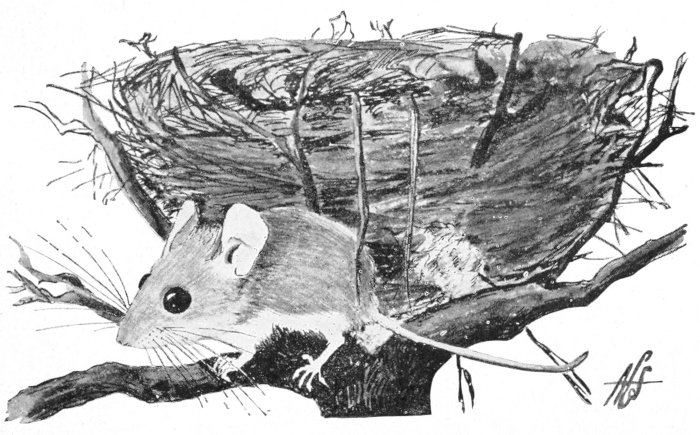 Deer mouse