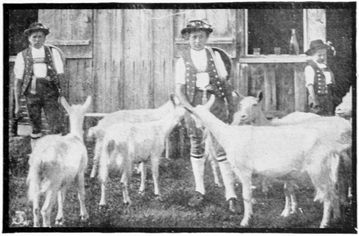 Saanen goats