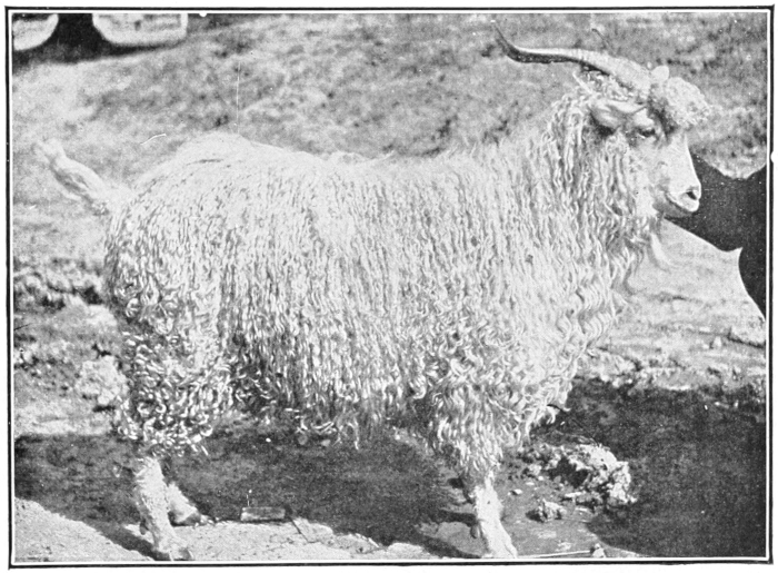 Angora goat
