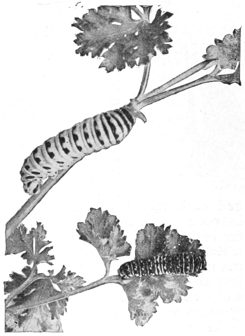 Sswallow-tail caterpillars