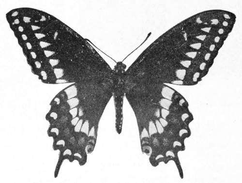 Black swallow-tail