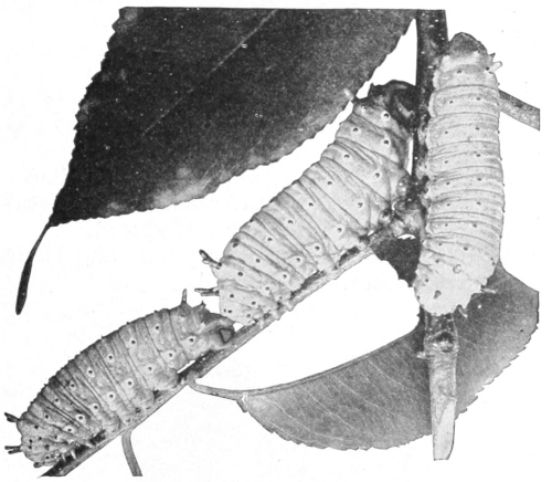 Promethea caterpillars