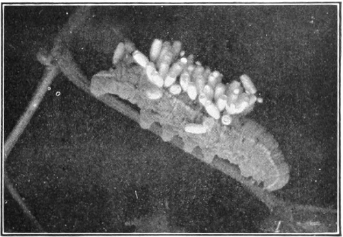 Parasites on Myron caterpillar