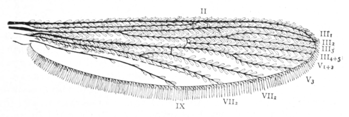 Mosquito wing