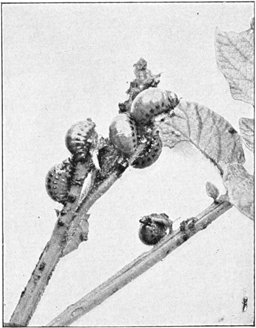 Potato beetle larvae