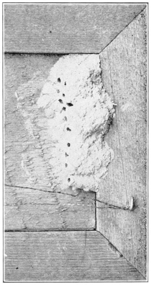 Mud dauber nest