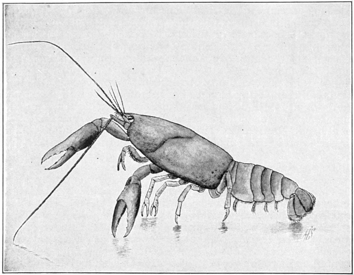Crayfish