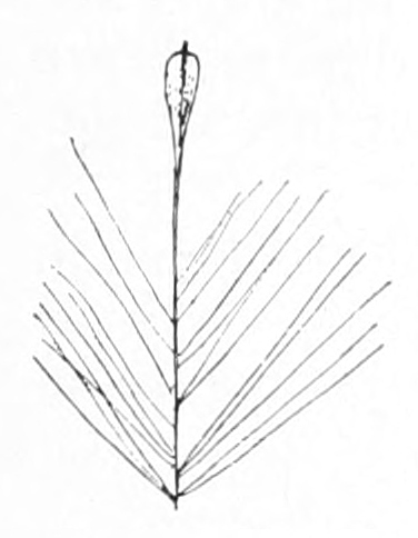 Cat-tail seed