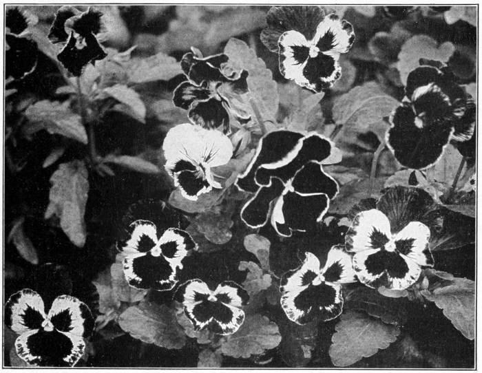 Pansies