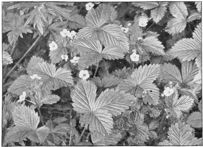 Strawberry plants