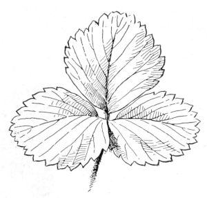 Strawberry leaf