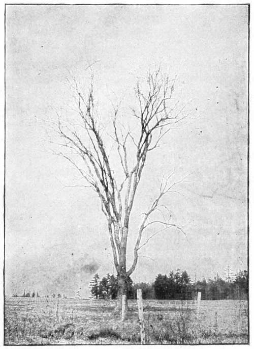 Elm in winter
