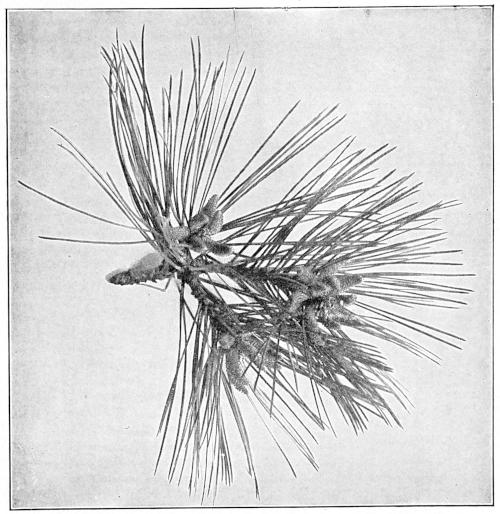 Austrian pine blossom