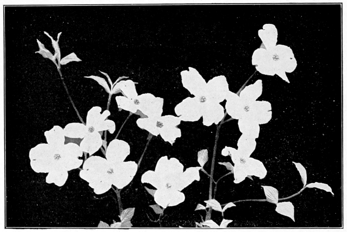 Dogwood flowers