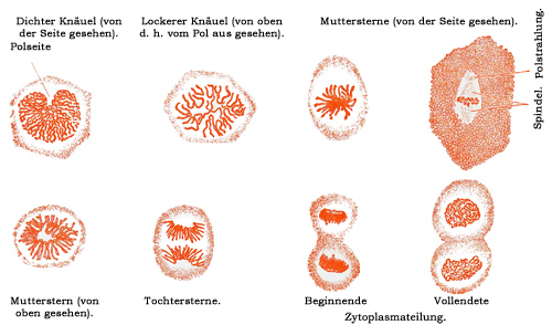 Fig. 19.